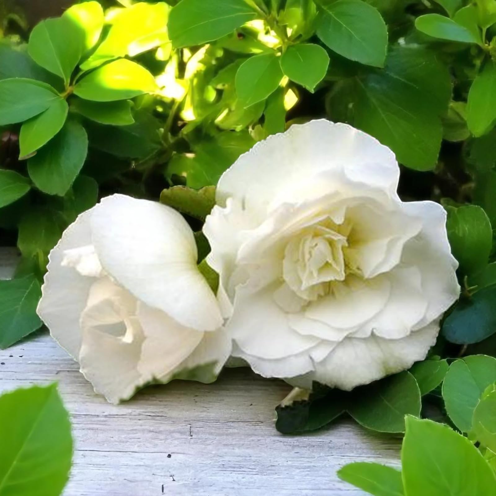 Carbeth Plants Begonia Nonstop White Summer Bedding Plant 3 x 9cm Pots - Easy Grow Garden Ready Weather Resistant Outdoor Shrubs - Summer Flowers for Beds, Borders, Pots & Containers