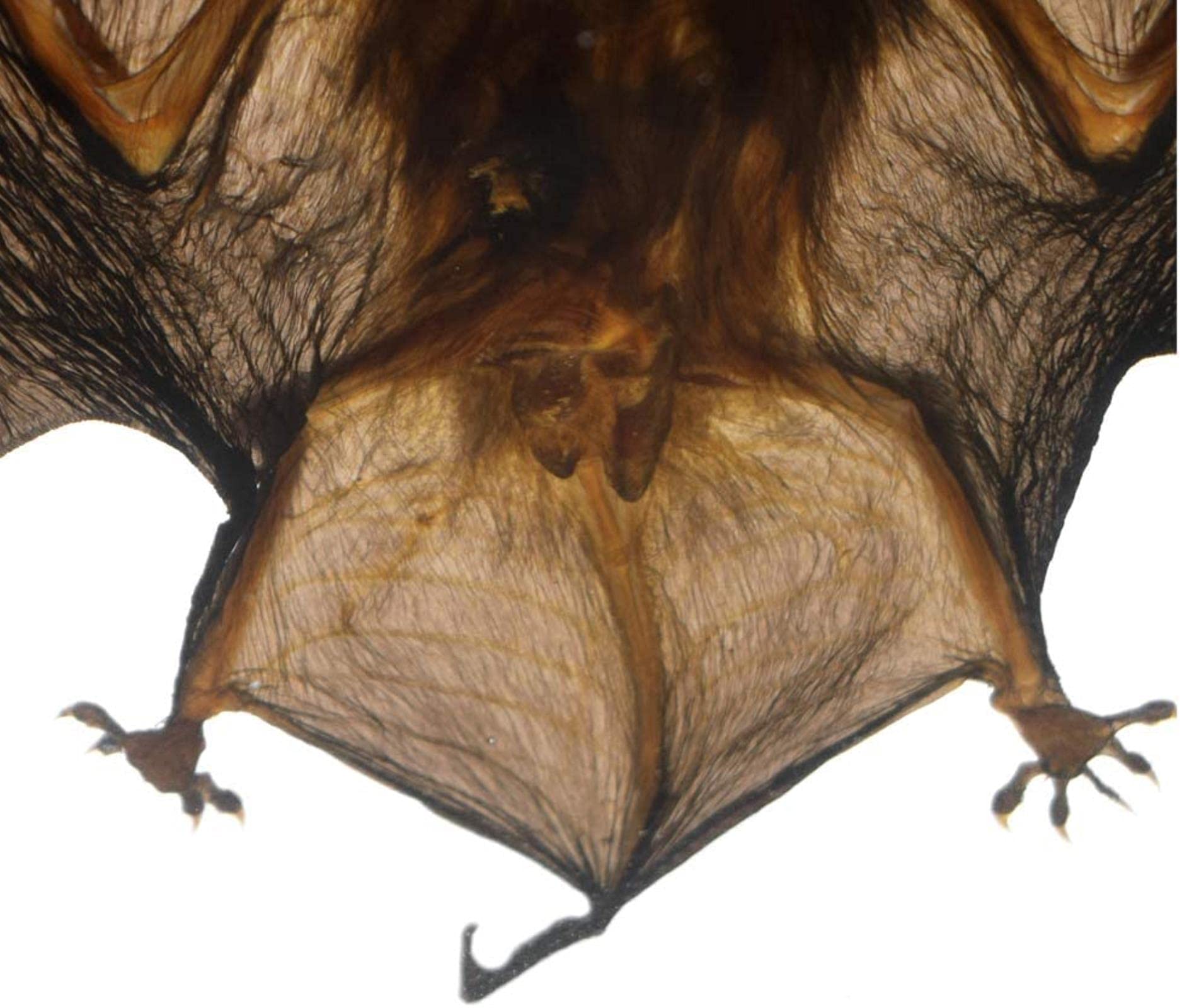 Echte Fledermaus Tierpräparation Skelett Eingebettete Probe Wissenschaft Klassenzimmer Lehrerausbildung Präparation (Fledermauspräparation)