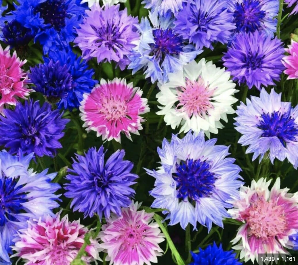 6 x Cornflower 'Frosty Mix' (Centaurea cyanus) Large Plug Plants | Cottage Garden Plants