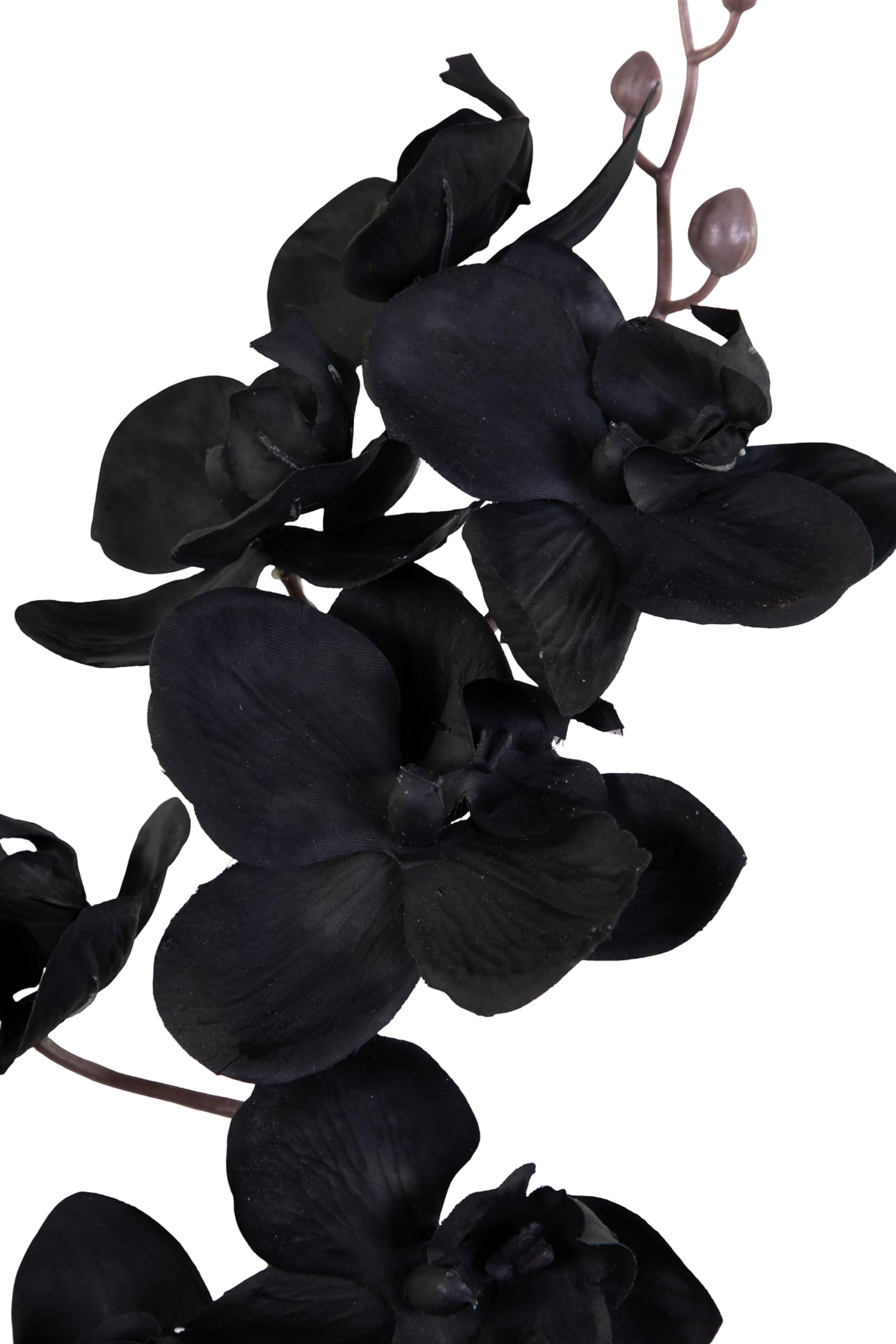 Seidenblumen Roß Orchidee Real Touch 70x40cm im Topf GA künstliche Phalaenopsis Blumen wie echt Dekoration Kunstpflanzen Kunstblumen (Schwarz)