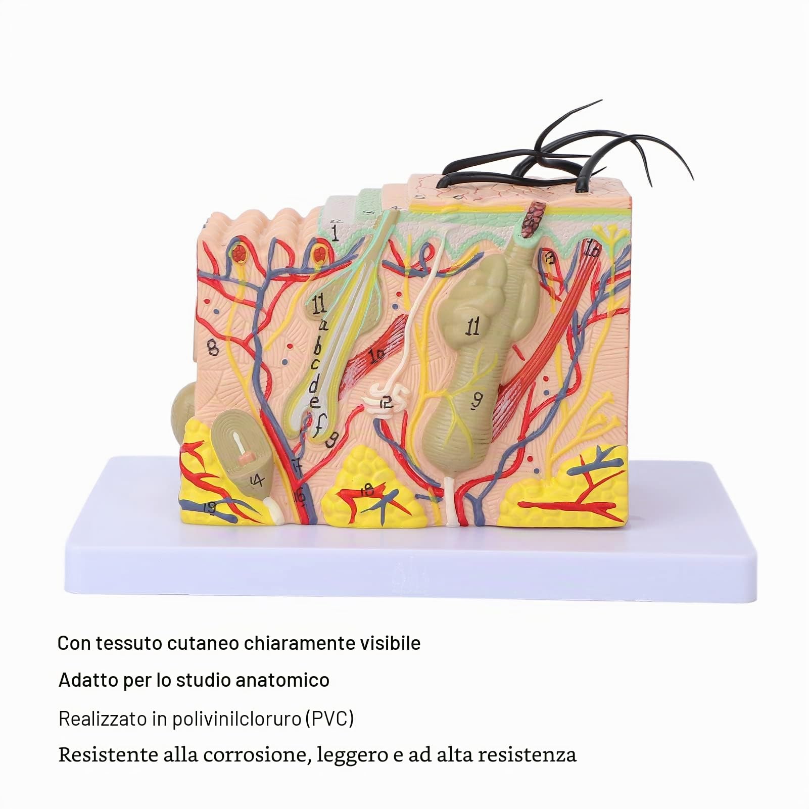 Modello di Pelle, Struttura della Pelle Umana Ingrandita 35X Modello Anatomico Modello di Pelle Ingrandita 3D per Display di Studio in Aula di Scienze Modello Medico di Insegnamento