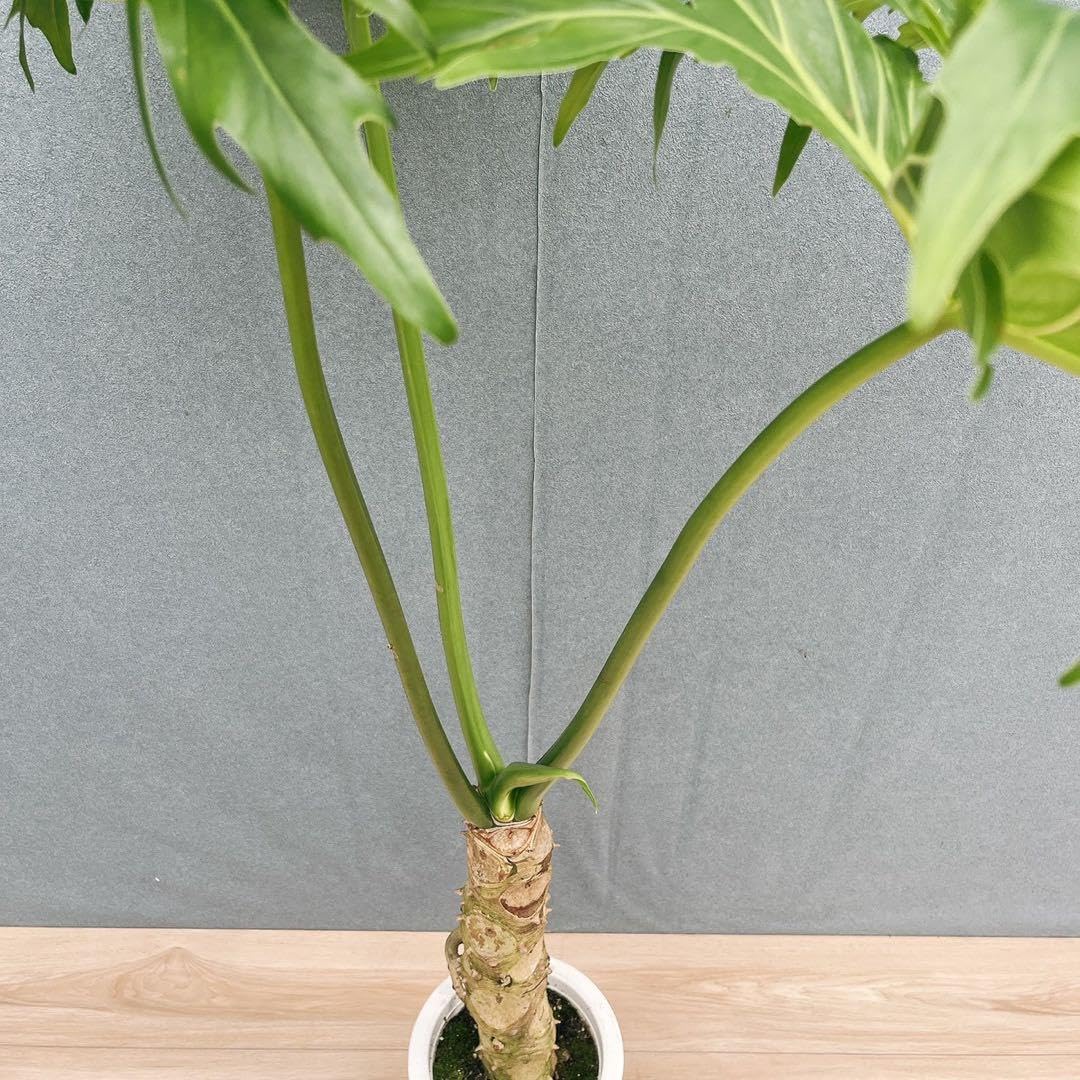 ［現品］17番　フィロデンドロン　セローム　幹上がり　7号　観葉植物　大型　室内 Amazon｜フィロデンドロン セローム 幹上がり 7号 観葉植物｜観葉植物