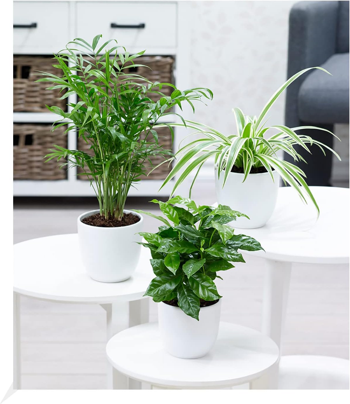 BALDUR Garten ZimmerpflanzenMix "Tropic", 3 Pflanzen Luftreinigende