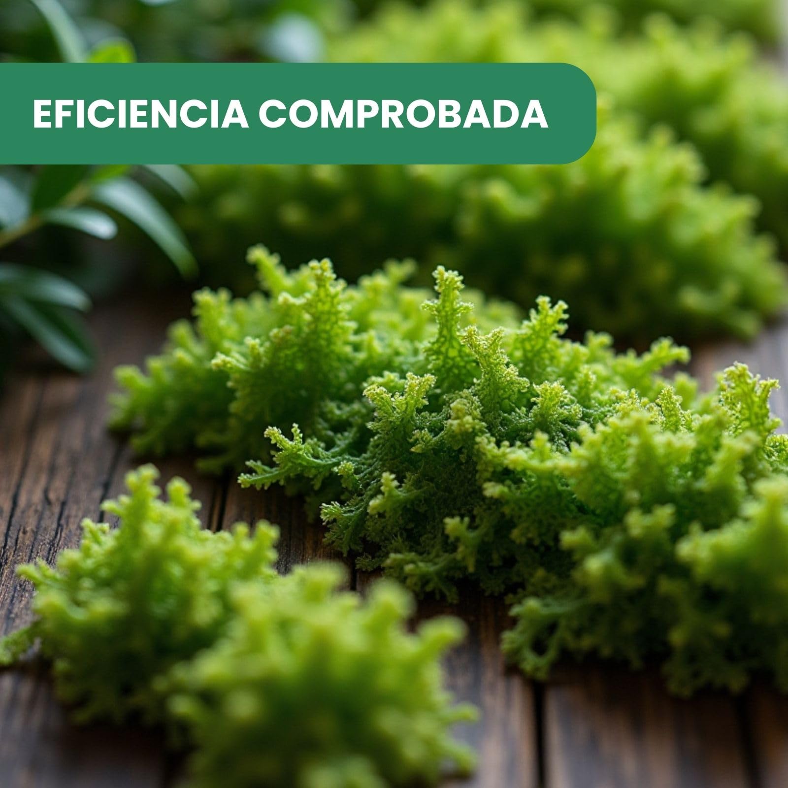 Plantawa Extracto de Algas Marinas Líquido 5 Litros | 100% Natural, Potenciador, Enraizante y Micorrizas.