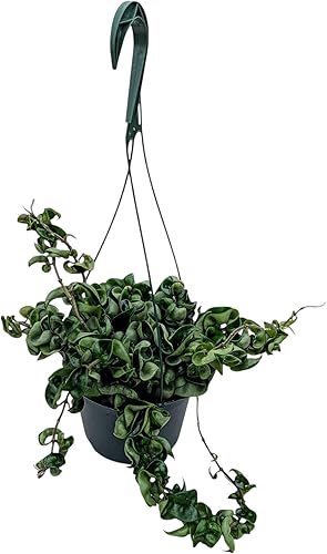 Planta de cuerda hindú viva en maceta colgante de 6 pulgadas, Hoya Carnosa Compacta, planta de interior verde