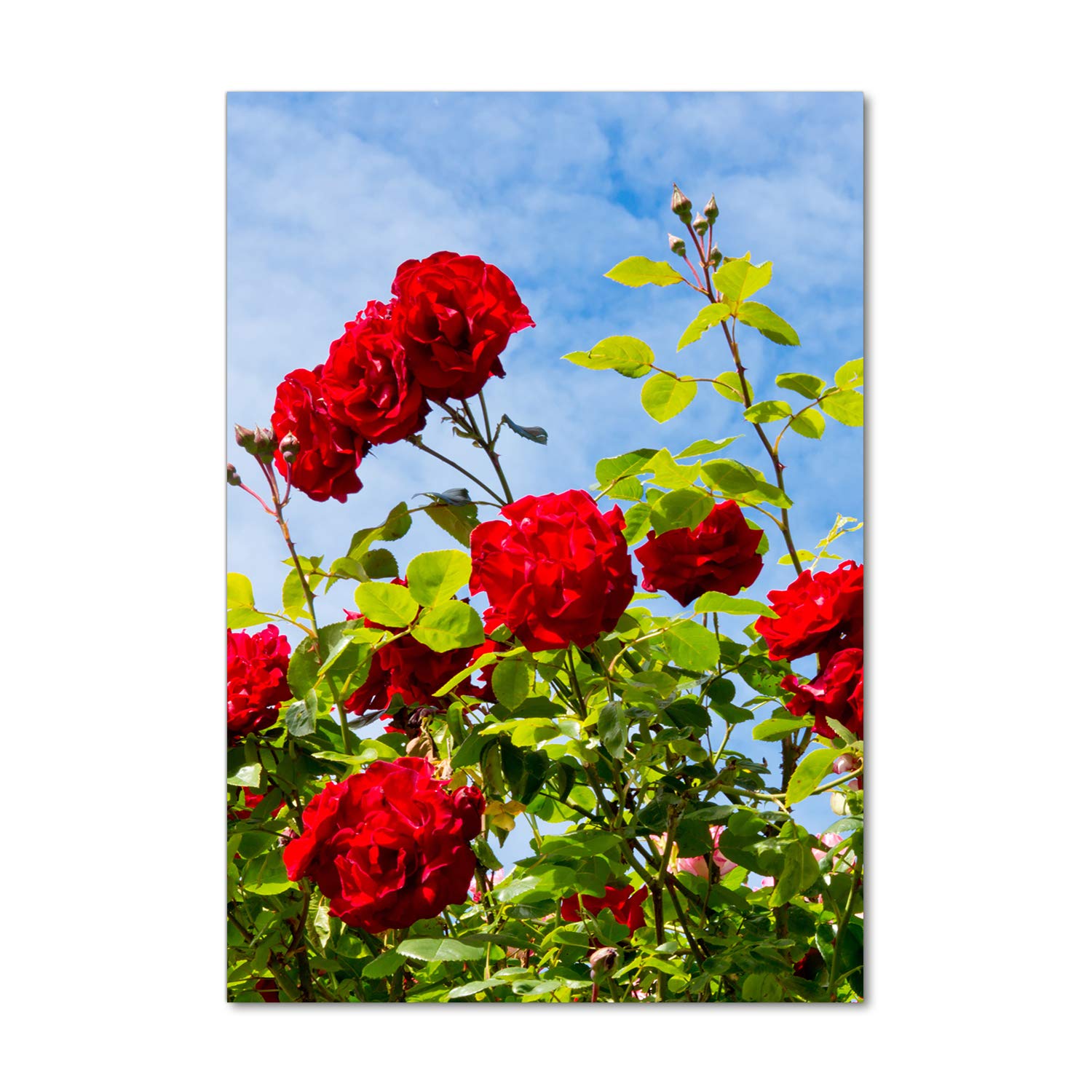 Impression sur verre acrylique 70x100 Tulup : déco mural tableaux pour la mur rose sauvage