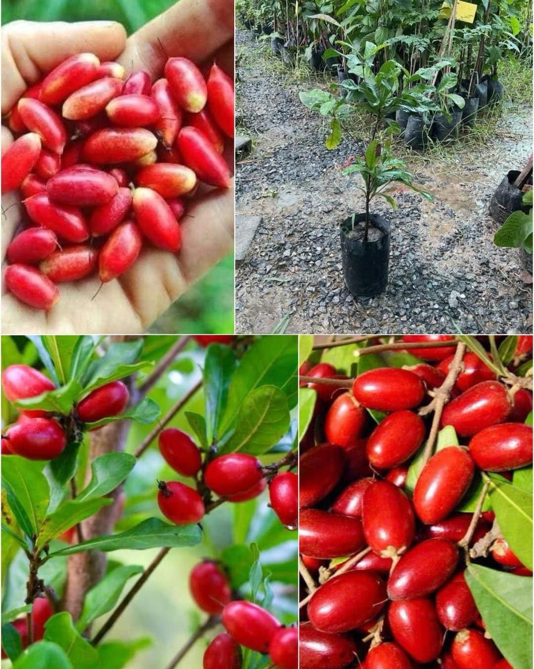 Aiden Gardens Dwarf Miracle Fruit Plant (Synsepalum dulcificum) Live Tree | Rare Taste-Altering Berry | Sweetens Sour Foods | Ideal for Indoor & Patio Containers (1 Healthy Live Plant on poly bag)-image-29