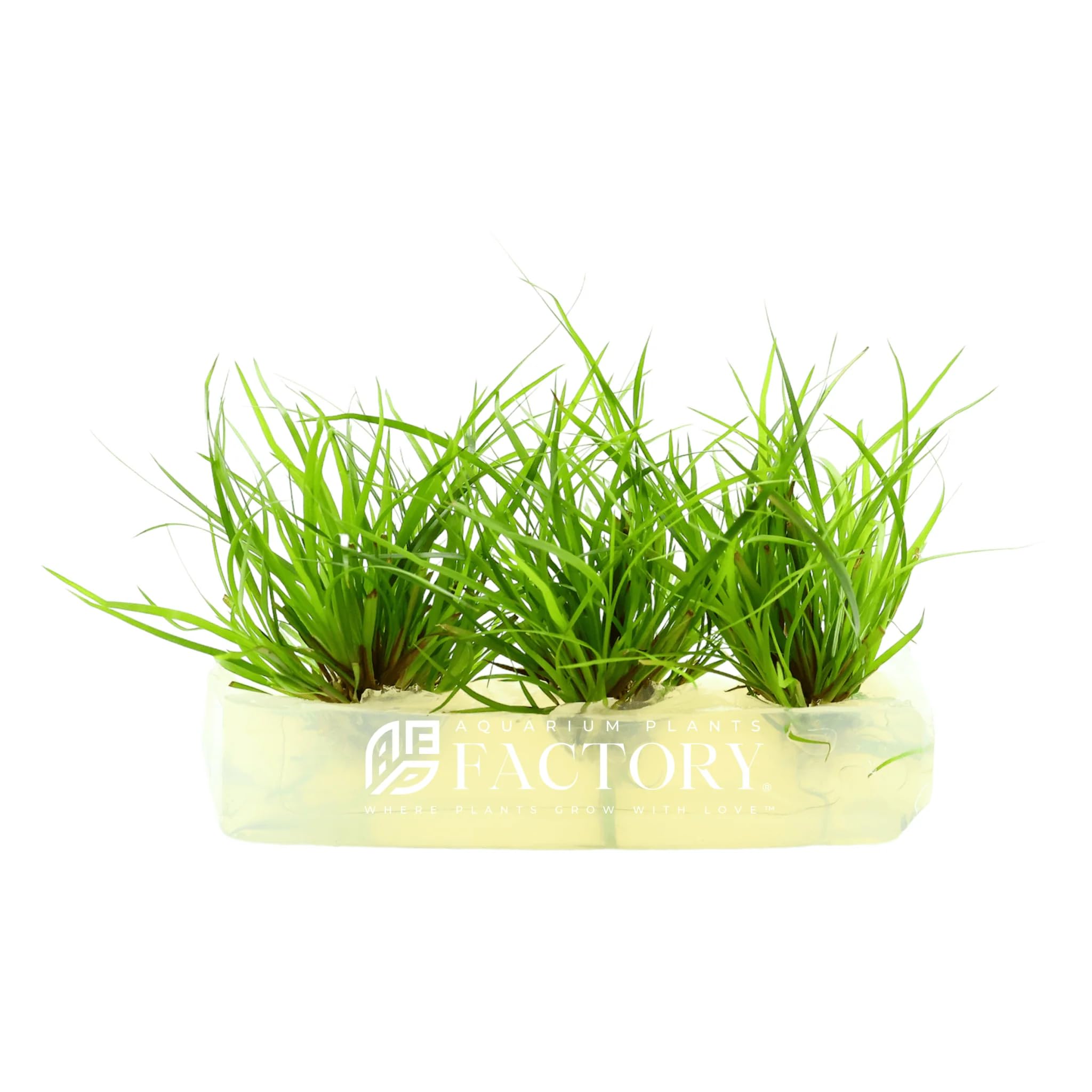 Juncus Repens Tissue Culture Aquarium Plants Factory