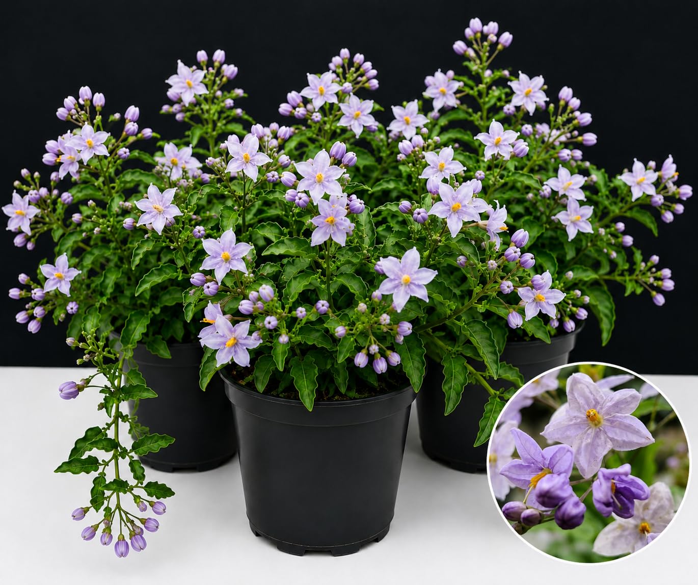 POWERS TO FLOWERS - SOLANUM JASMINOIDES A FIORE AZZURRO, GELSOMINO, 3PIANTE, vaso 14cm, piante vere