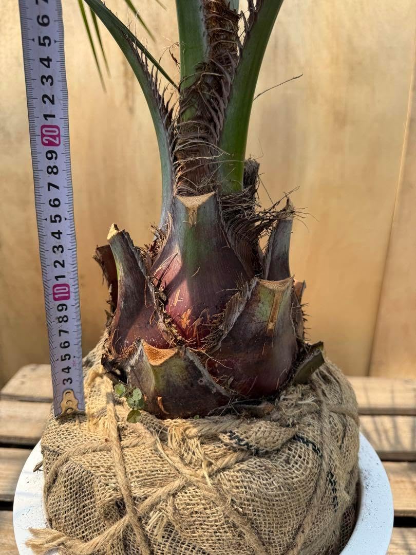 ココスヤシ シルバーリーフ葉先100幹回り60cm 幹高20cm D3