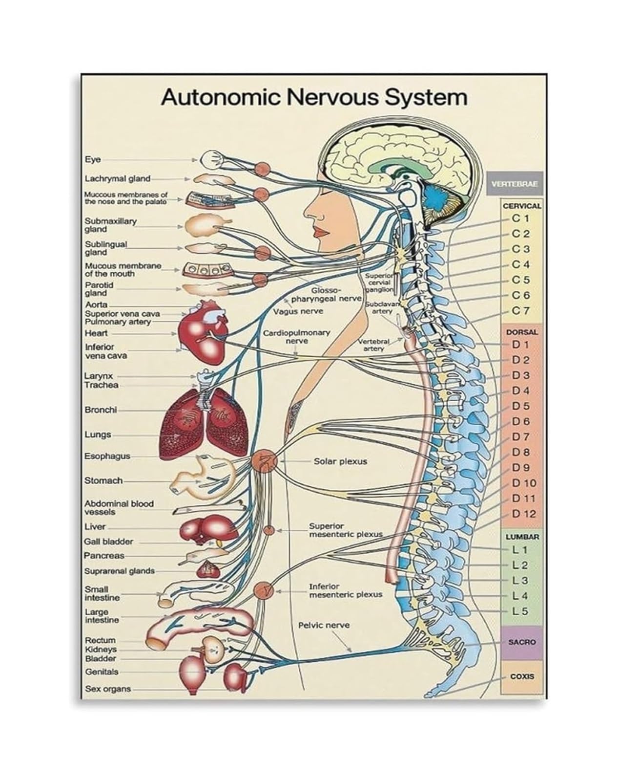SSOPTMCB Autonomic Nervous System Anatomy Chart Human Body Diagram Wall-Art Poster for Doctor Office Clinic Decor(Unframed,08x12inch(20x30cm))