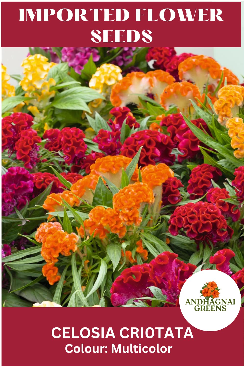 Andhagnai Greens Imported Flower Seed- Celosia Cristata (Cockscomb) Flower Seeds For Your Balcony Gardening (50 Seeds In Packet) (B0C3YKGYBT) Amazon Price History, Amazon Price Tracker