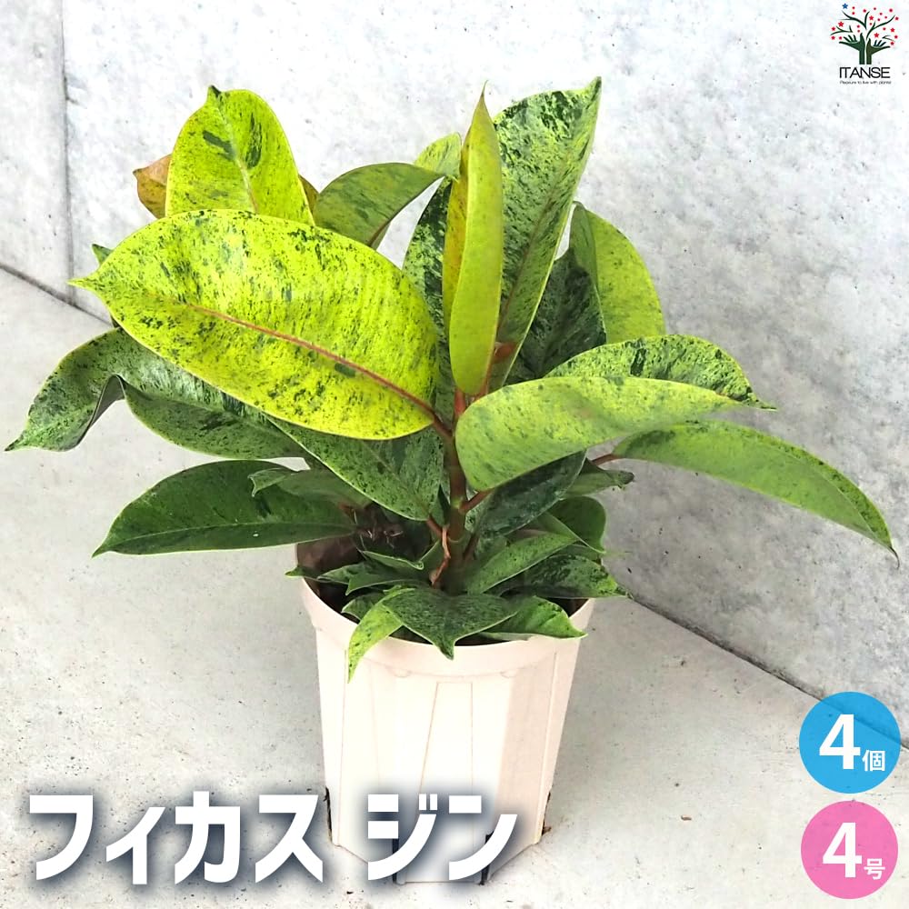Amazon｜ITANSE フィカス ジン 4号 4個セット【品種で選べる観葉