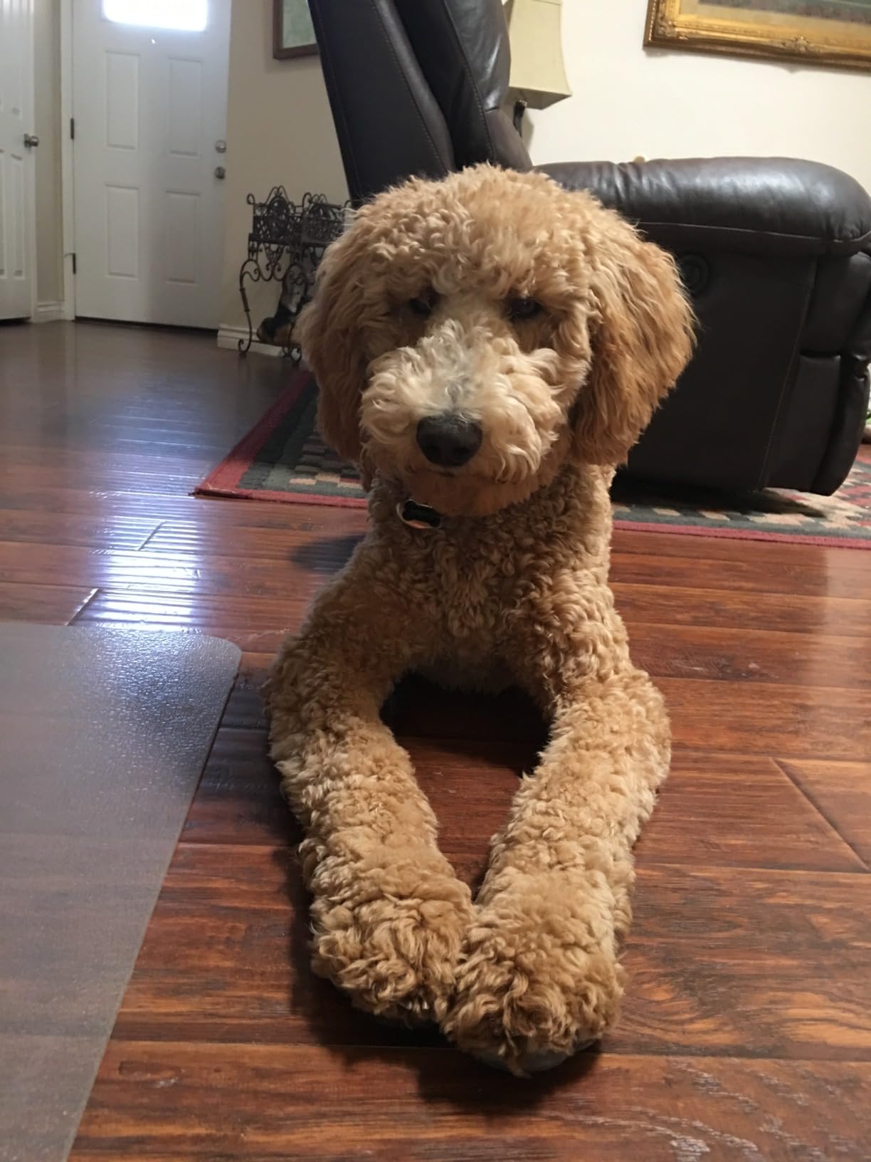 Fresh Step Clumping Cat Litter, Multi-Cat, Long Lasting Odor Control Kitty Litter with Activated Charcoal, Low Dust Formula, 14 lb photo review