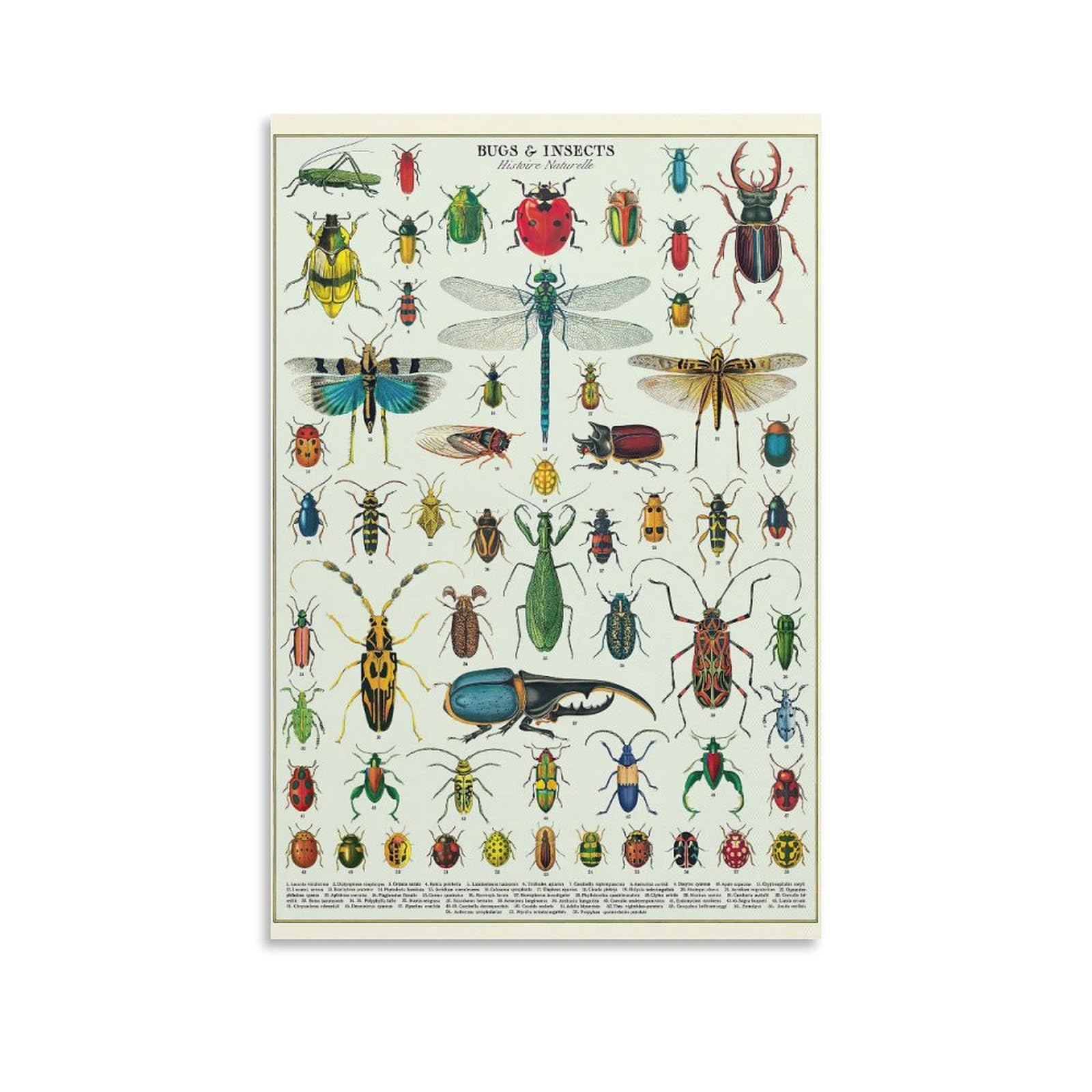 CYPGTBCK Vintage Bugs Insectes Poster Canvas Art Poster And Wall Art Picture Print Modern Family Bedroom Decor Posters 16x24inch(40x60cm), style