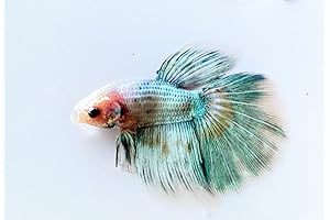Mesmerizing Matched Pair Half Moon Betta: A Symphony of Hues in Your Home Aquarium