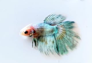 Live Matched Pair Half Moon Betta