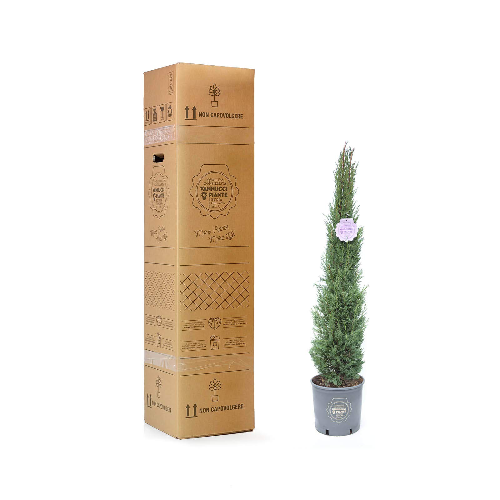 Vannucci Piante - Cupressus sempervirens 'Pyramidalis', Cipresso toscano, Cipresso nero d'innesto, Pianta vera, Conifera