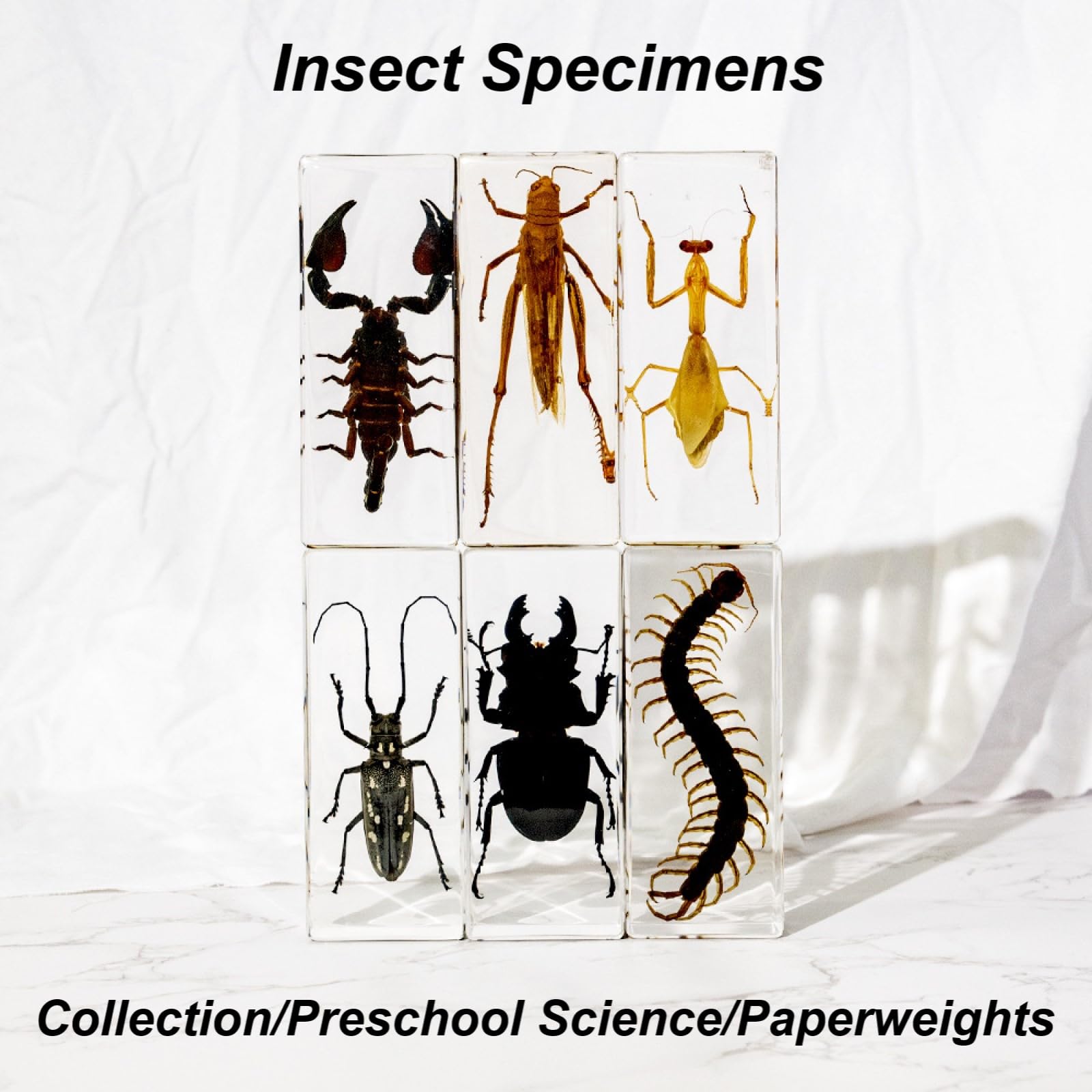 DRXRD 3 Kit de Taxidermia de Insectos, Insectos en Resina Transparente, Decoración de Especímenes Animales, para Exposición, Colección y Pisapapeles B