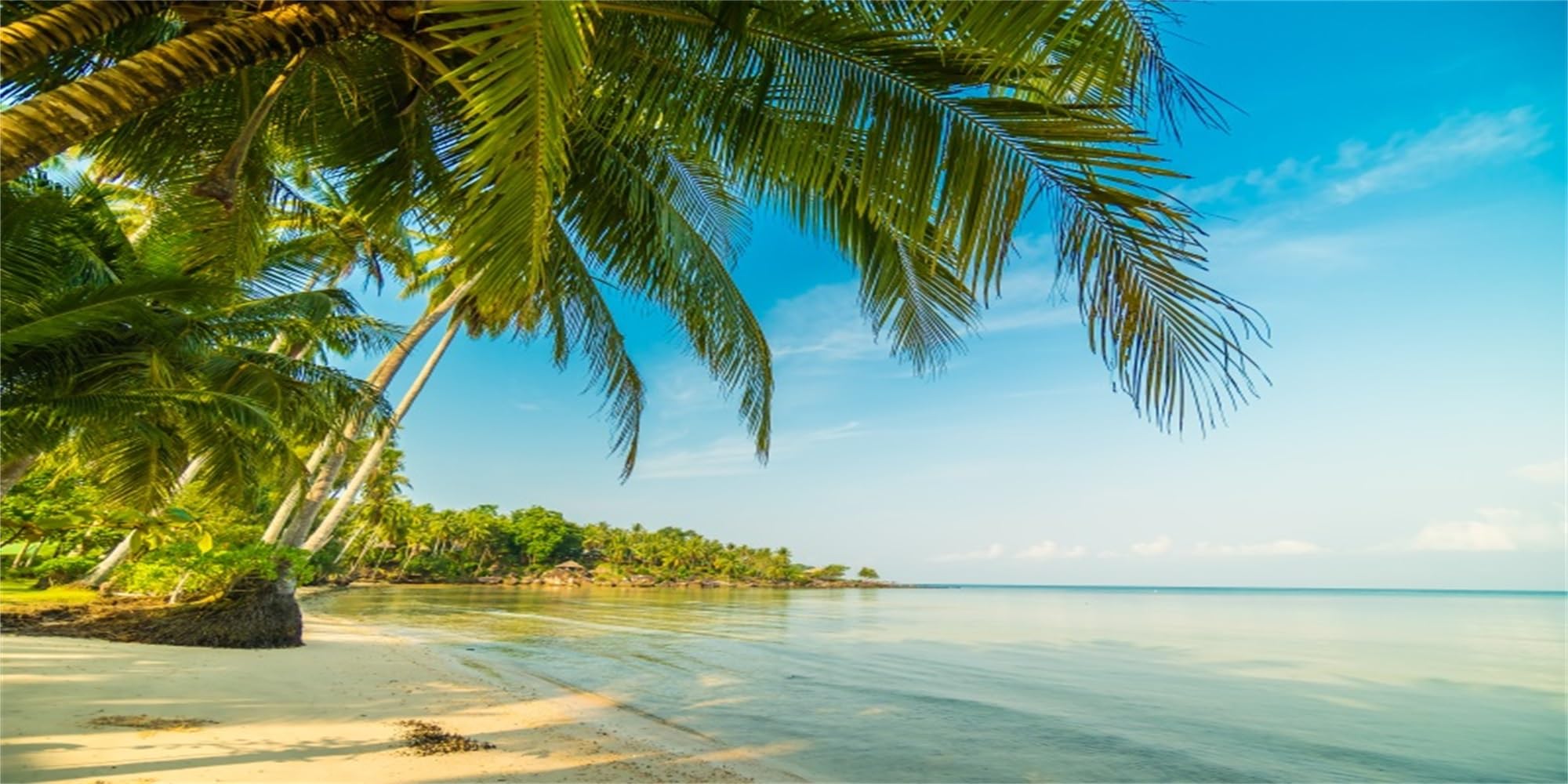 MIRRORANG 91x50cm Tropical Aquarium Background Tropical Palm Tree Sky Blue Sea Fish Tank Background — image 1