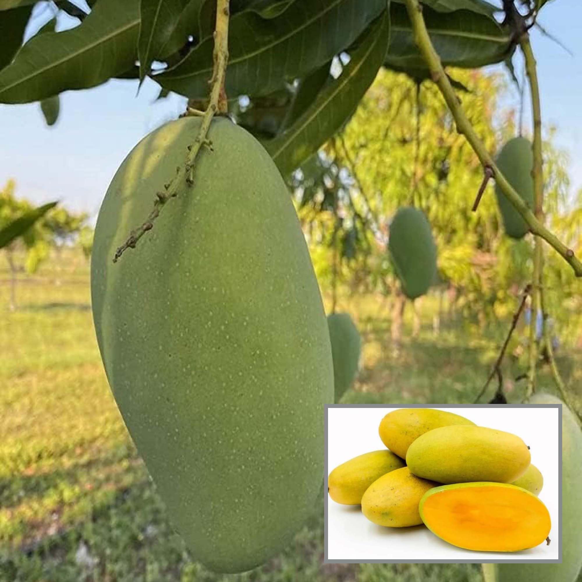 HAPING Dasheri Mango Aam Grafted Fruit Live Plant (1.5-3 Feet Height) (B0CV9SZYXQ) Amazon Price History, Amazon Price Tracker