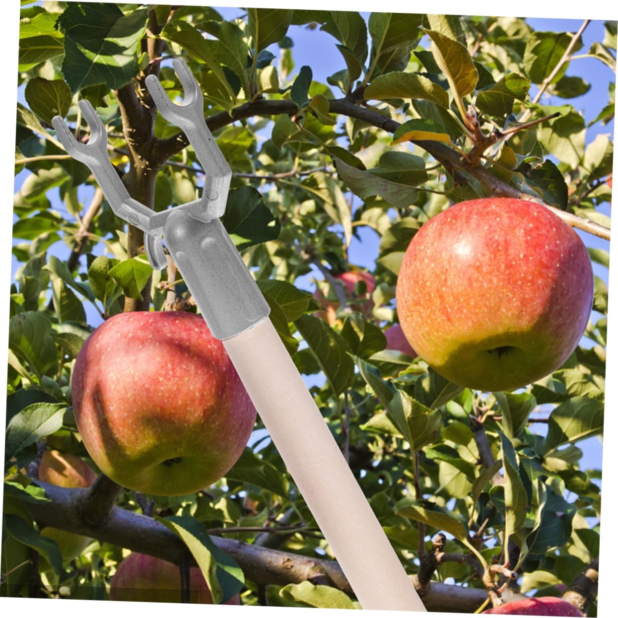 POPETPOP 2sets Durable Tree Branch Support for Fruit Trees Matte Finish Plant Branch Holder for Pear Citrus Outdoor Use 15pcs*2