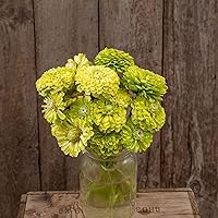 Vista 72 de Eden Brothers - Semillas de zinnia, cactus con flores, sin OMG, plantar en primavera, paquete, flores de bajo mantenimiento, zonas 3, 4, 5, 6, 7, 8