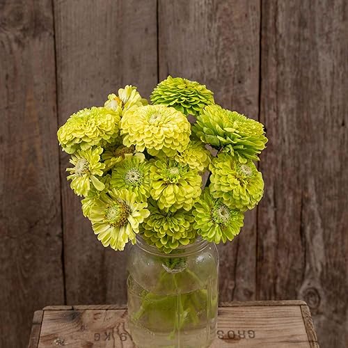 Miniatura 72 de Eden Brothers - Semillas de zinnia, cactus con flores, sin OMG, plantar en primavera, paquete, flores de bajo mantenimiento, zonas 3, 4, 5, 6, 7, 8