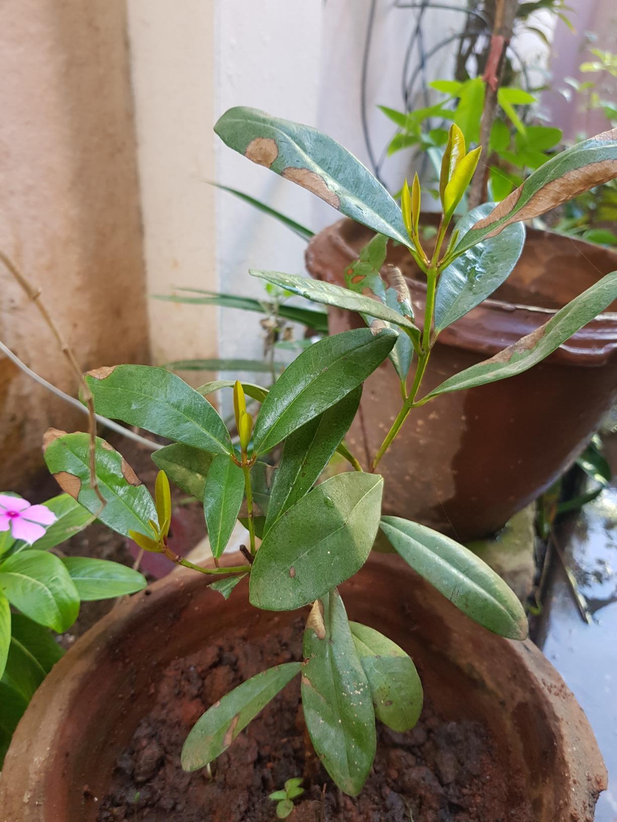 Creative Farmer Spicy Live Plant Sarva Sughandhi Rare Aromatic Allspice