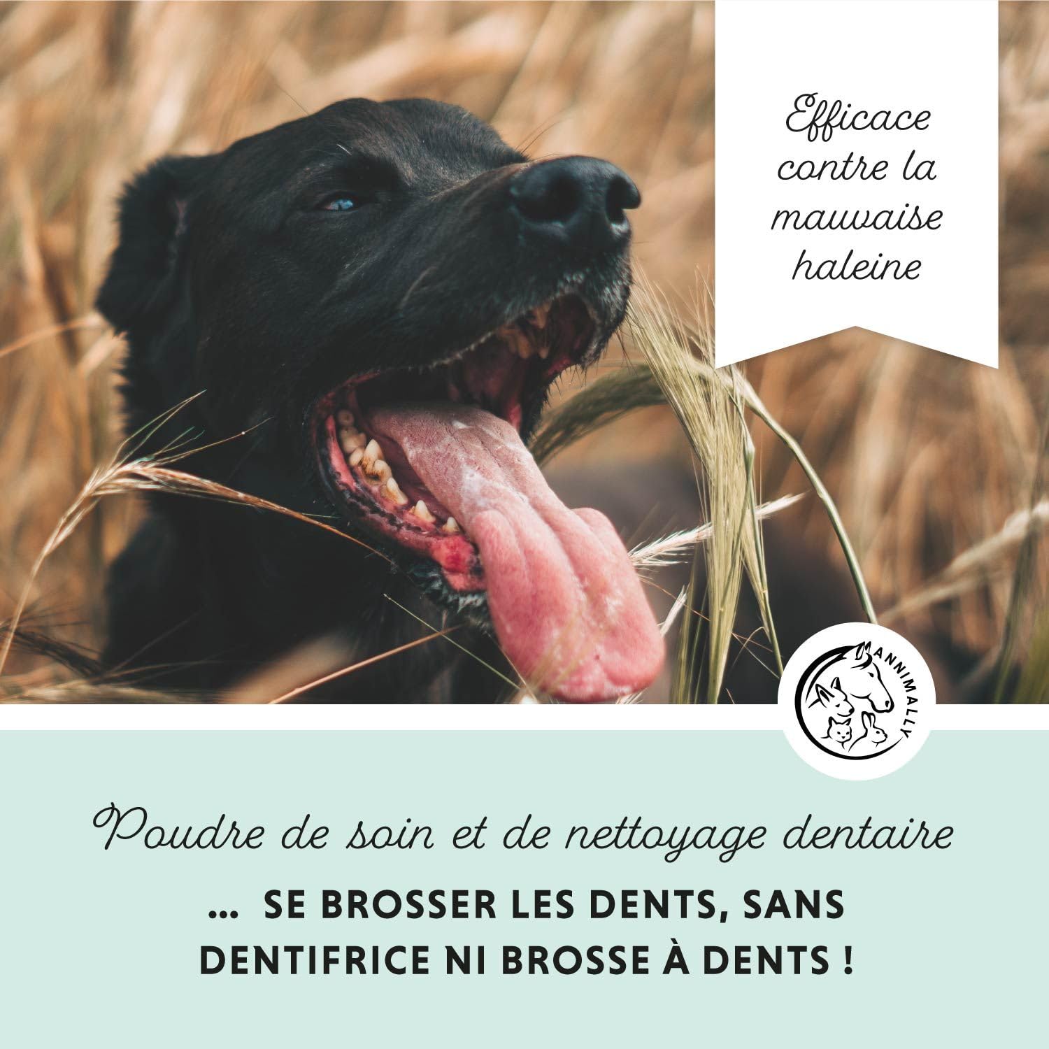 Poudre de soin dentaire pour chiens | Anti-tartre pour chiens - Nettoyage dentaire naturel et particulièrement efficace contre les dents jaunes, la mauvaise haleine et la plaque (350 g XL)