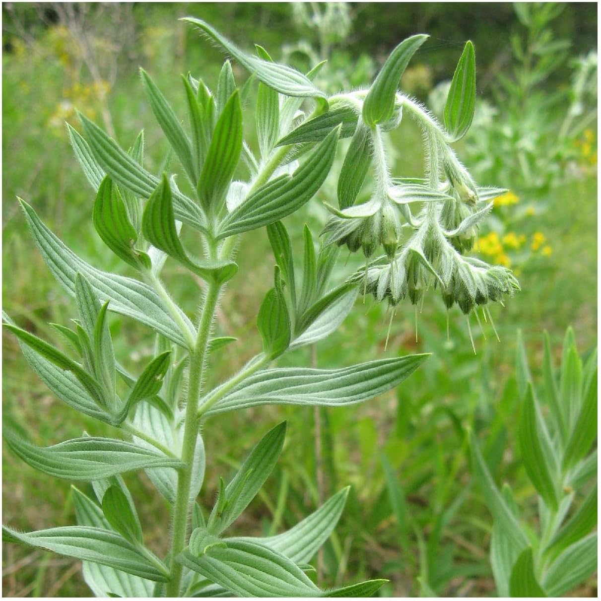 Everwilde Farms - 1 Oz Marbleseed Native Wildflower Seeds - Gold Vault