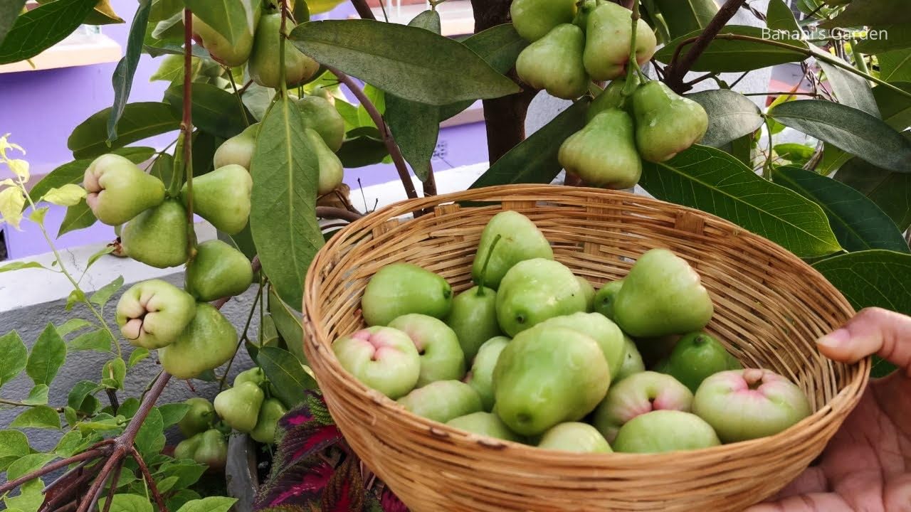 Water apple fruit 1kg fresh (Pack of 1 Healthy Live plant) (B0DCT2KPRN) Amazon Price History, Amazon Price Tracker