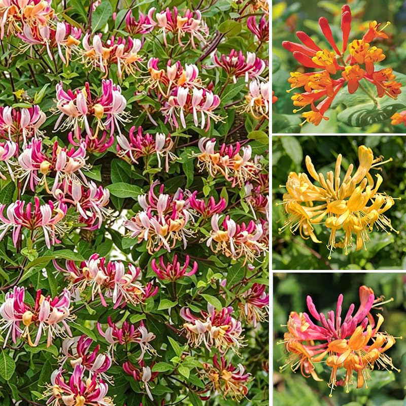 200+ Fragrant Honeysuckle Seeds for Climbing - Non-GMO Fast Sprouting Hummingbird & Butterfly Perennial Vine for Outdoor Garden