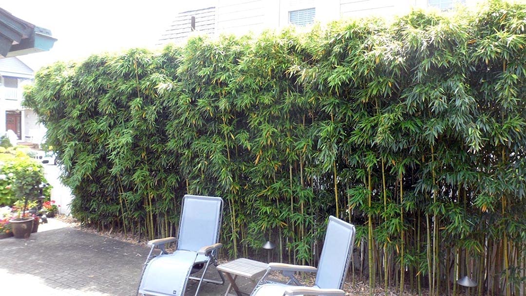 Phyllostachys Harbin Inversa