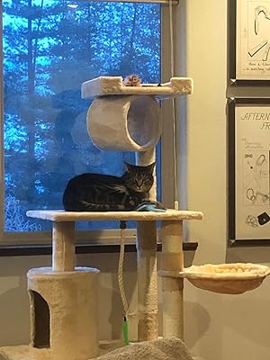 funky cat tree