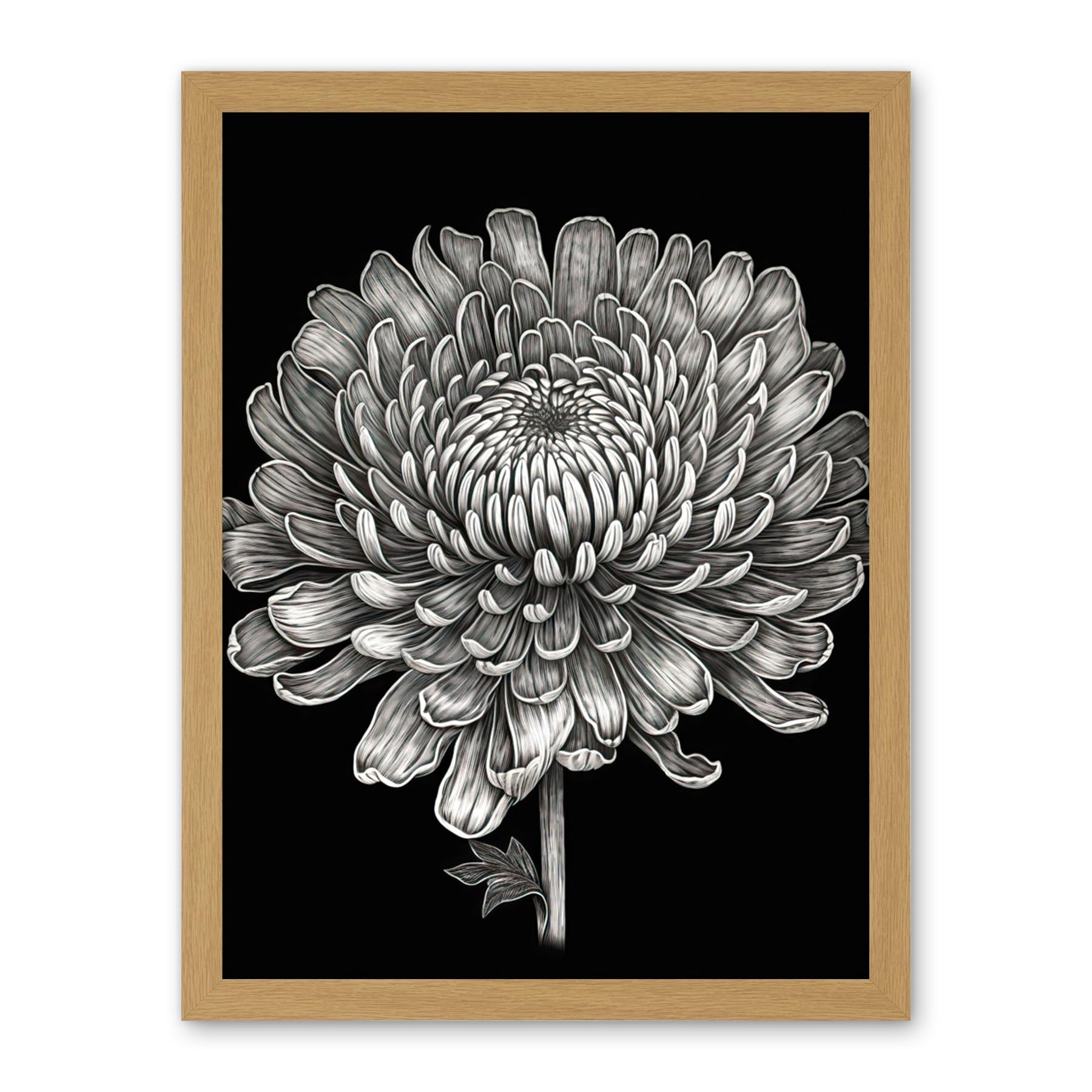 Artery8 Detailed Chrysanthemum Flower Bloom Illustration Artwork Framed Wall Art Print 18X24 Inch