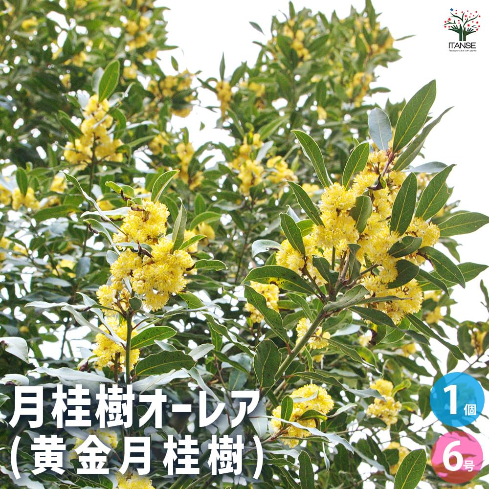 Amazon.co.jp: ITANSE 月桂樹 オーレア (黄金月桂樹) 6号 1個