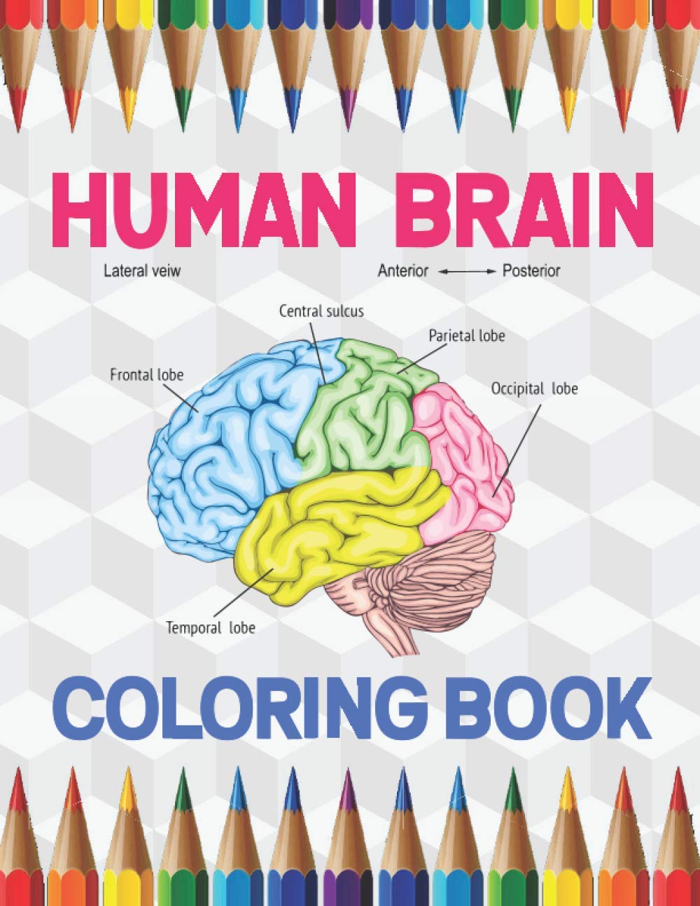 Buy Human Brain Coloring Book The Human Brain Coloring Book Human