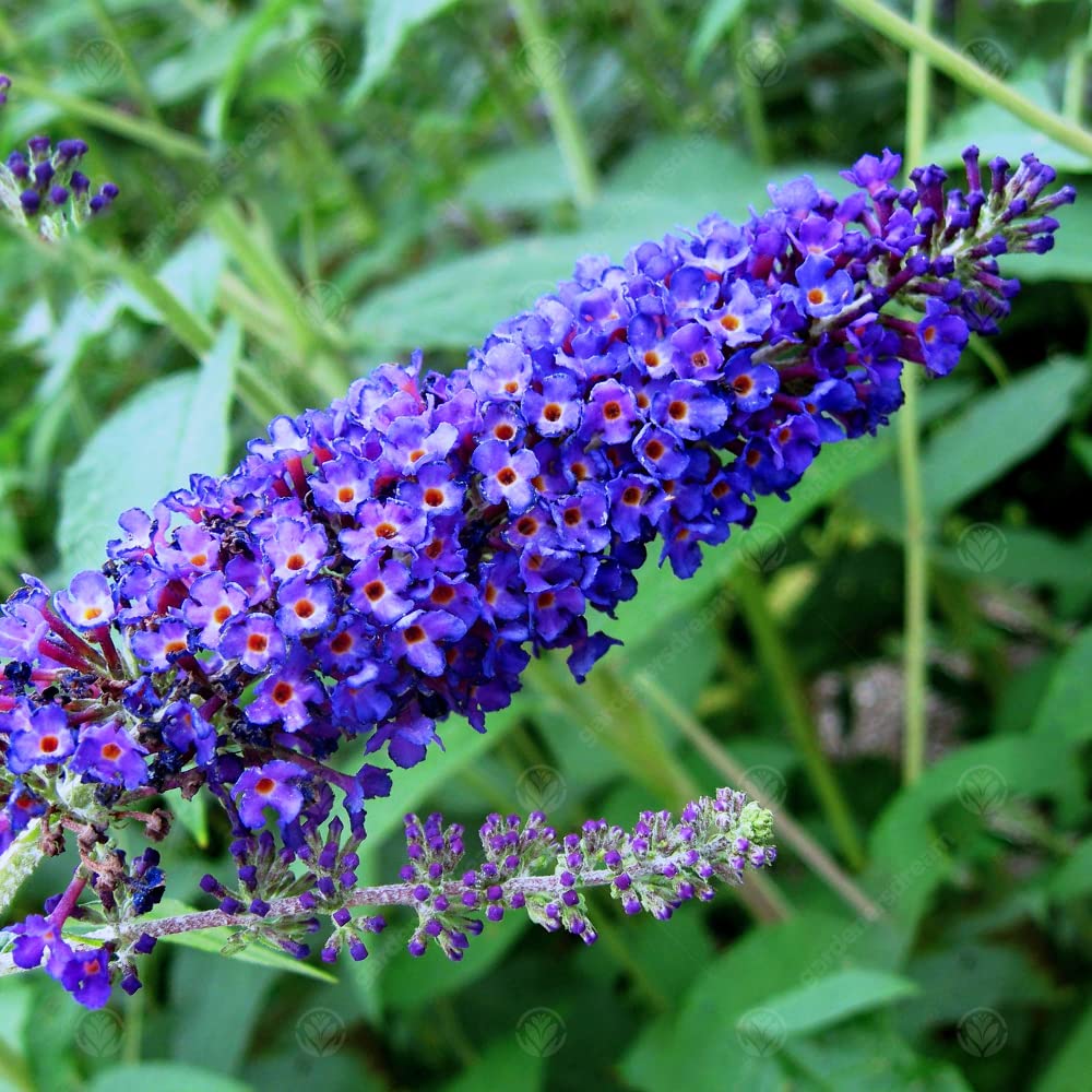 GardenersDream Buddleia Davidii Empire Blue – Fragrant Butterfly Bush Shrub - Outdoor Garden Ready Buddleia Plants - Hardy Flowering Shrub for Borders, Beds, and Patios (3 Litre Pot, 30-50cm)