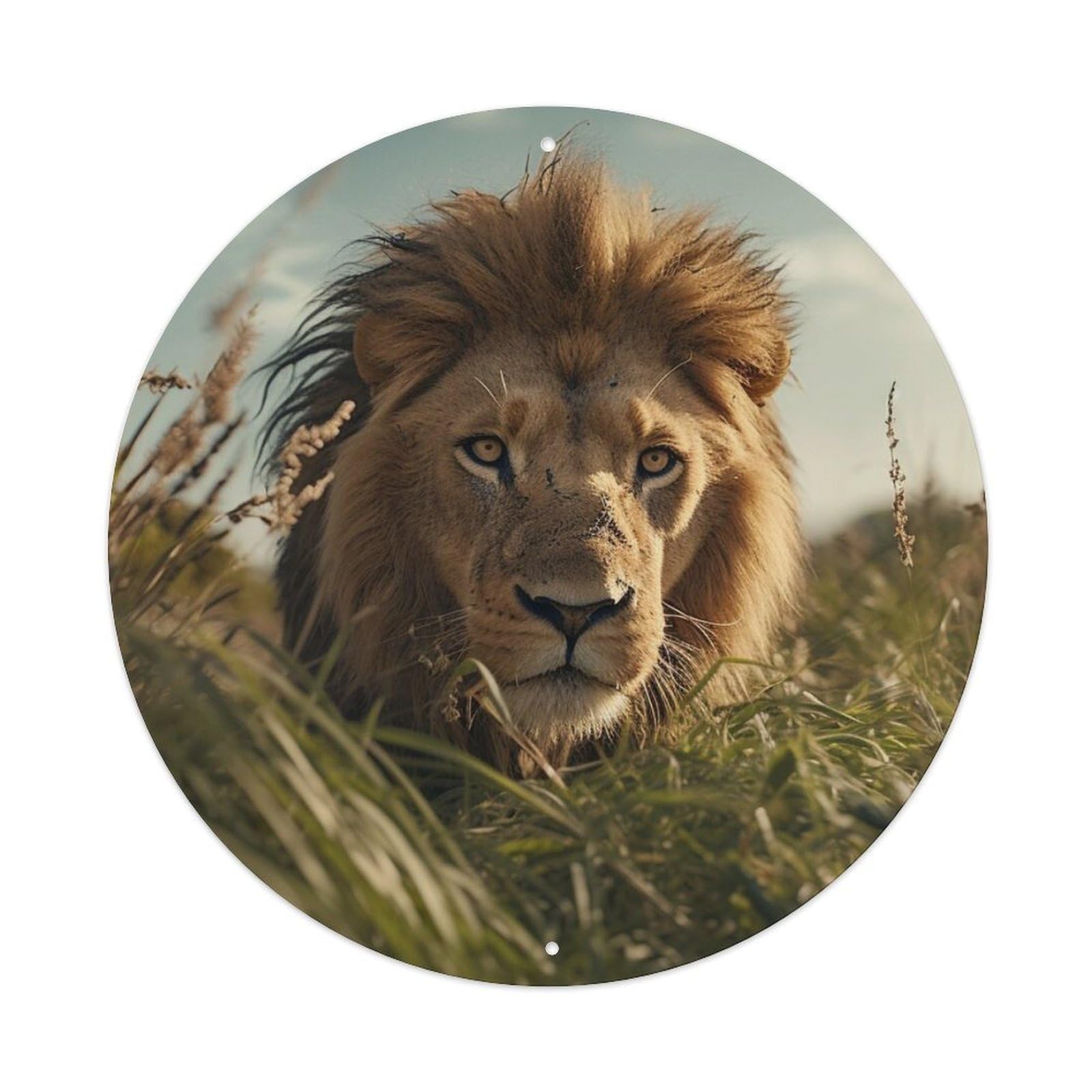 Animal North African Lion Metal Tin Sign