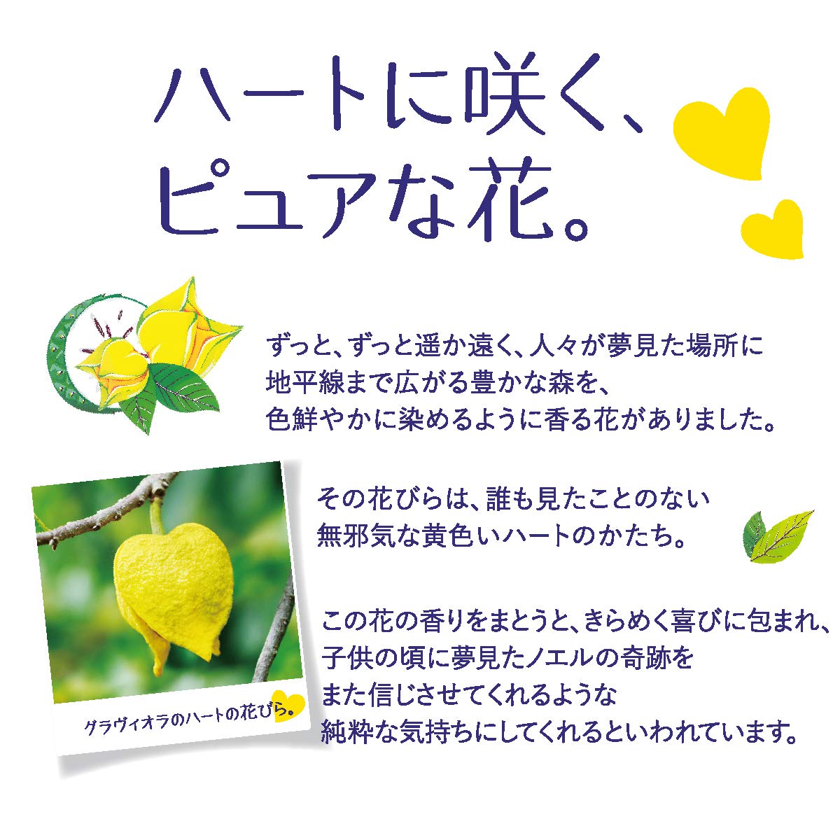 Amazon.co.jp: ロクシタンジャポン: フルールグラヴィオラ Amazon.co.jp: ロクシタンジャポン: フルールグラヴィオラ