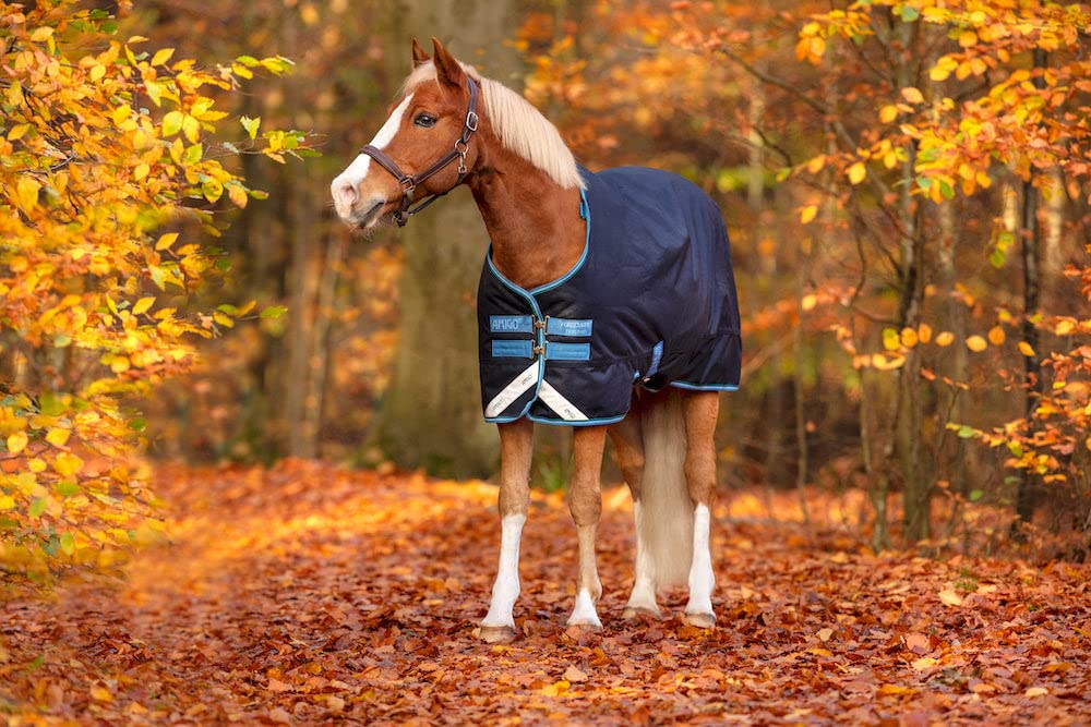 Couverture poney Horseware Amigo Bravo au paddock par temps de pluie
