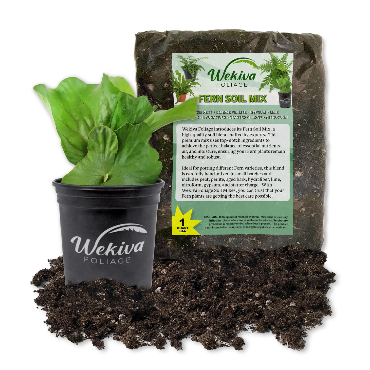 Amazon.com : Staghorn Fern and Soil Mix Combo - Live Plant in a 4