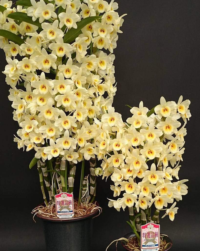 ROYAL LAND Dendrobium Orchid Live Plant Yellow Lasen Variety 1 Blooming Size Healthy Live Plant