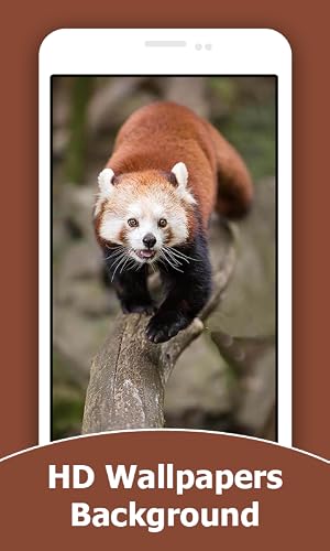 Red Panda HD Wallpapers And Background
