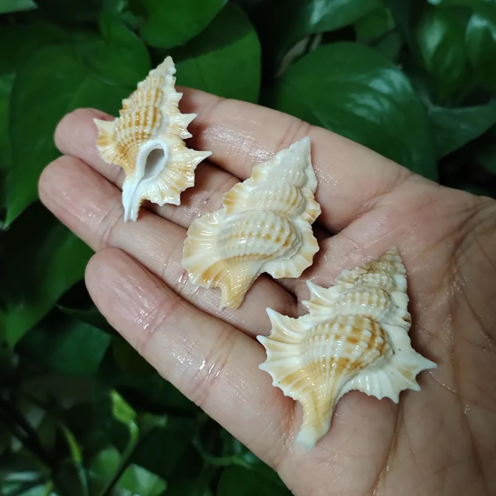 Conchiglie per decorazione, 3 pezzi, 5-6 cm, foglie d'acero tritone, conchiglie naturali Gyrineum Perca Conchiglie Collezione Conchiglie per acquari Decorazioni Artigianato Decorazioni per feste