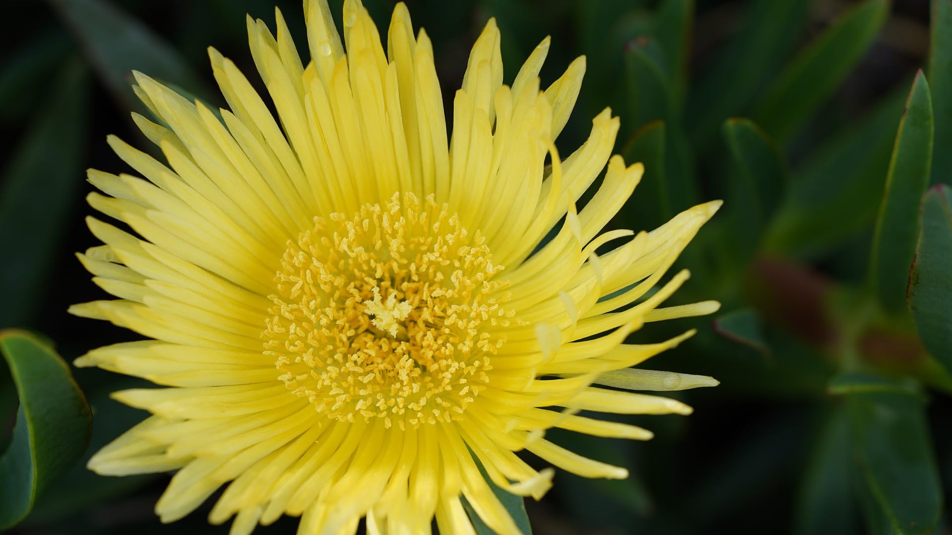 Fico degli Ottentotti con fiore giallo e rosa n.10 piantine da 20/30 cm con radice - Carpobrotus edulis
