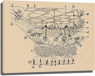 Vintage Neuron Drawing Santiago Ramon y Cajal Wall Art Antique Brain Anatomy Canvas Print Anatomical Biology Illustration systeme nerveux (Unframed OR Framed) (A-Unframed,8inx10in)