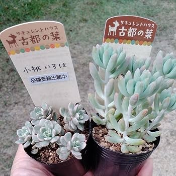 Amazon｜多肉植物 古都の葉苗札付き正規品小桃いろは、乙女心x