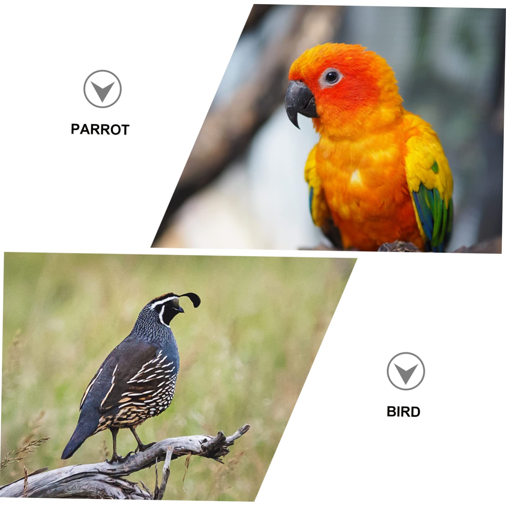 Toddmomy Bird Harness Leash 0.8cm Wide Flying Rope for Lovebird Small Bird 2m Length -chewable Nylon Safe for Outdoor Training